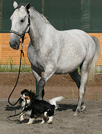 Cosmo zeigt Olympia (Montebellas Tochter) wo es lang geht Cosmo zeigt Olympia (Montebellas Tochter) wo es lang geht