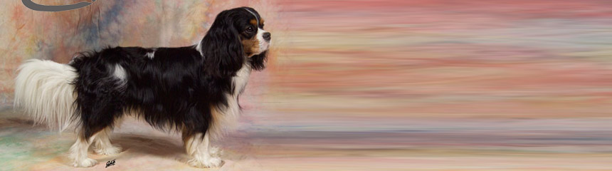 Cavalier King Charles Spaniel Rüde Cosmo