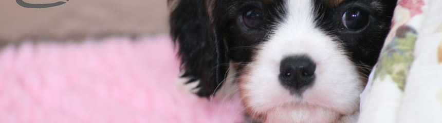 Cavalier King Charles Spaniel Rüde Cosmo als Welpe