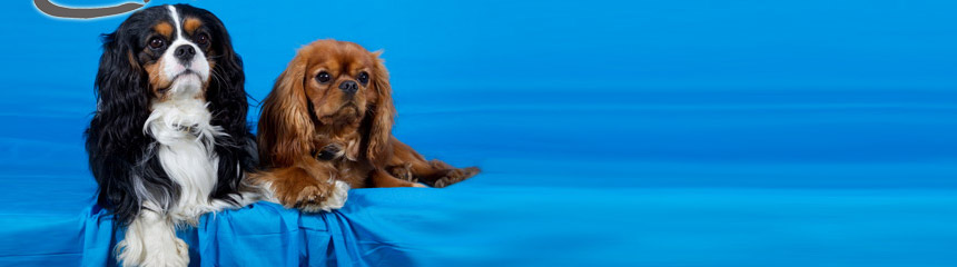 Cavalier King Charles Spaniel Rüde Cosmo und sein Sportskamerad Eden Roc