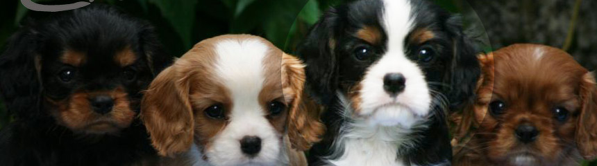 Cavalier King Charles Spaniel Rüde Cosmo als Welpe
